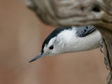 white-breasted nuthatch