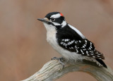 Downy Wodpecker