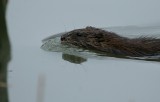 Muskrat