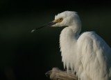 Snowy Egret