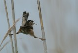 Marsh Wren