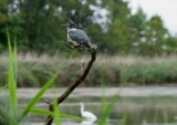 IMG_7699_2.jpg