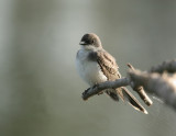 Eastern Kingbird