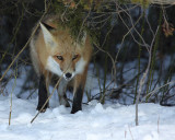 IMG_4428_2.jpg