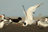 09-09-12- First record of Elegant Tern in New Jersey