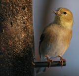 American Goldfinch