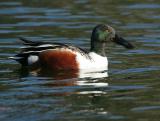 Northern Shoveler