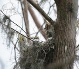 Great Horned Owl - (Florida)