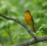 Balimore Oriole