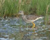 Greater  Yellowlegs @