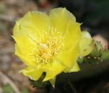 Cactus - Sandy Hook NJ