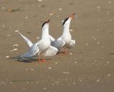 Forsters Terns