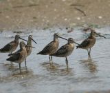 Short-billed Dowitcher