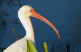 White Ibis