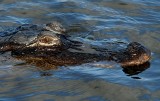 Florida Gator