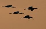 Glossy Ibis