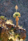 Canyon Cactus