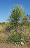 Desert Bloom