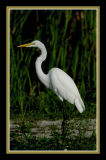 White Heron