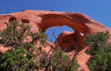 Spider Web Arch