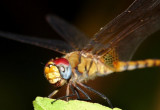 dragonfly3.jpg