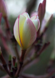 Plumeria Rubra-LalBagh.jpg