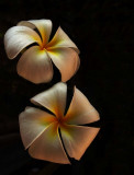 Plumeria Rubra-pes.jpg