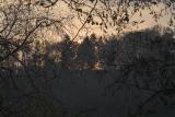 trees after Sundown (3)