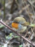 Robin Redbreast