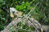 Iguane vert, Iguana iguana