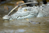 Crocrodile dAmrique