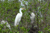 Grande aigrette