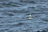 Mouette tridactyle