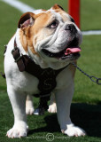 Mississippi State Bulldogs mascot Bully