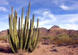 Organ Pipe NM - Arizona (2010)