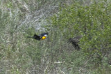 Yellow-headed Blackbird chases