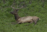 Young bull elk