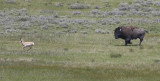 Bison chases Pronghorn