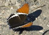 Rusty-tipped Page (Siproeta epaphus)