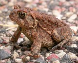 American Toad