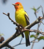 Western Tanager