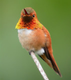 Rufous Hummingbird