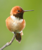 Rufous Hummingbird