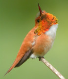 Rufous Hummingbird