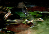 Western Ribbon Snake
