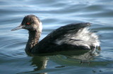 Eared Grebe