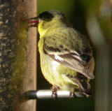 Lesser Goldfinch