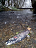 Coho