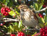 Redwing