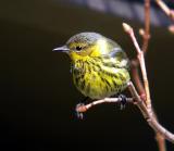 Cape May Warbler